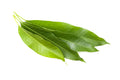 Fresh Mango Leaves – per lb