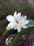 Fresh jasmine (mogra) flowers