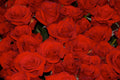Fresh button roses
