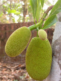 Fresh baby green jackfruit