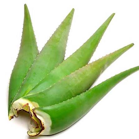 108 Fresh Aloe Vera – each