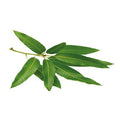 Mango Leaves Pack – Religious