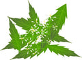 Neem Leaves – Religious